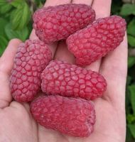 Малина "Пшехиба" 