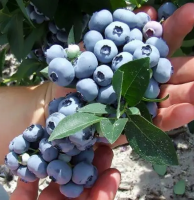 Голубика "Хана Чойс"