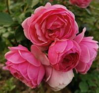 Роза Помпонелла