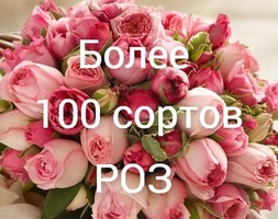 Более 100 сортов роз Более 100 сортов роз