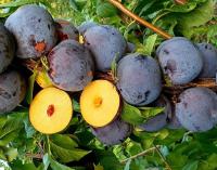 Слива Анжелина