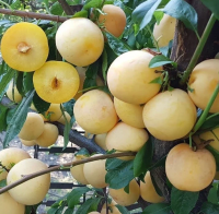 Слива "Точесан"