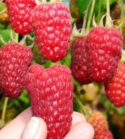 Малина "Исполин"