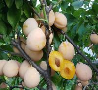 Слива Золотая капля