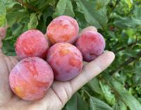 Слива Абрикосовая 