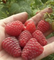 Малина крупноплодная "Алтайская вкусная"