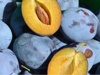 Слива Синий Гигант