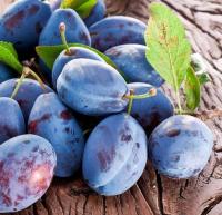 Слива Венгерка Белорусская