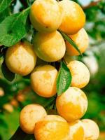 Колоновидная слива Мирабелла