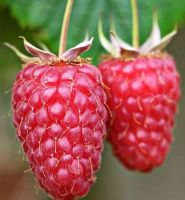 Малина "Феномен"