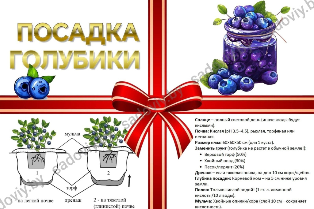 посадка голубики.jpg