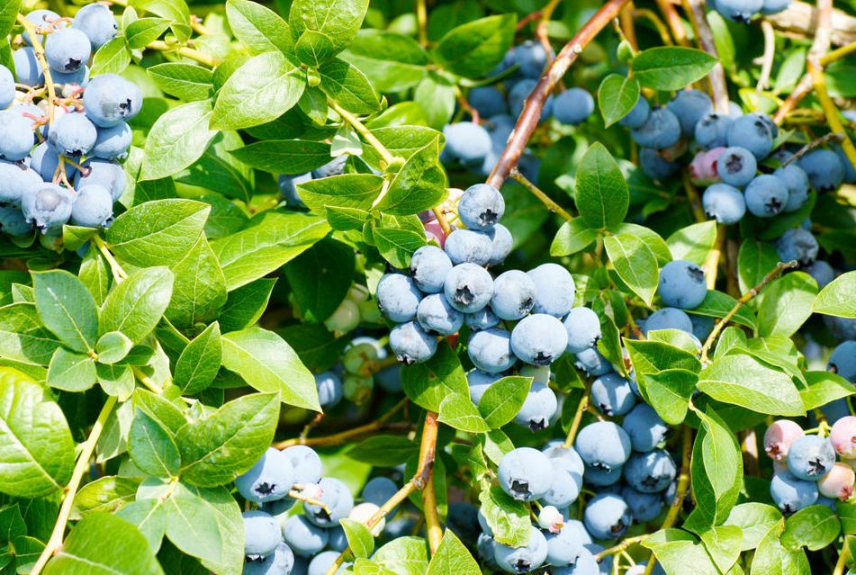 ГОЛУБИКА 7.jpg