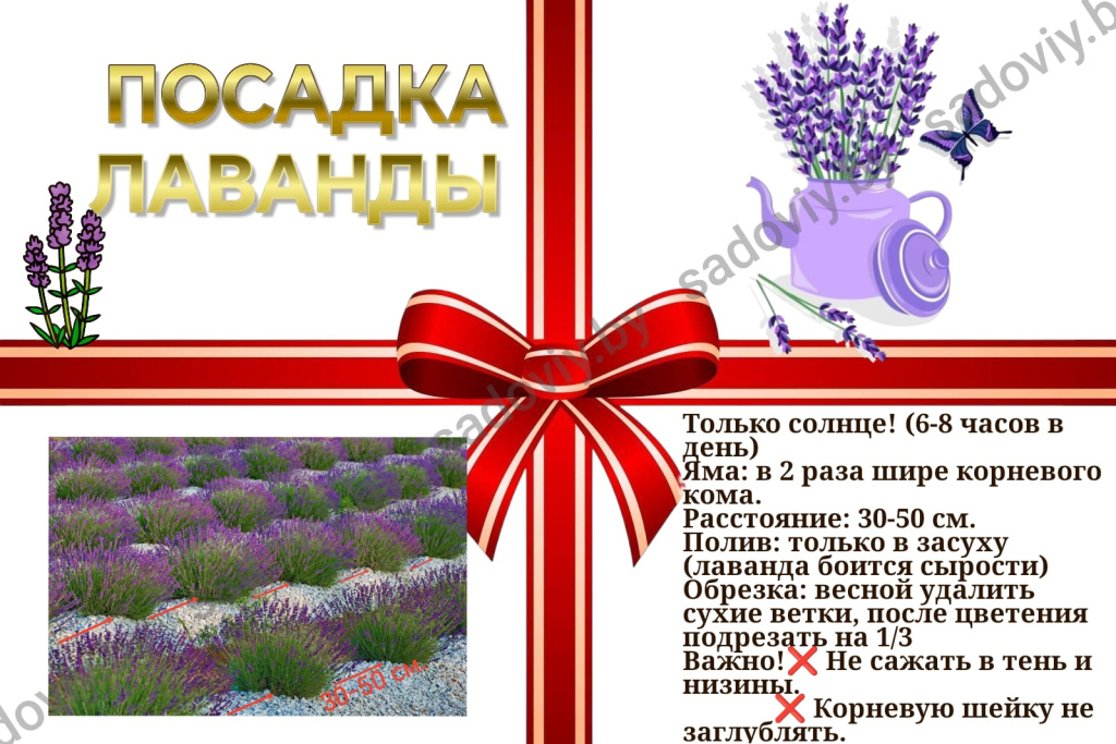 посадка лаванды.jpg