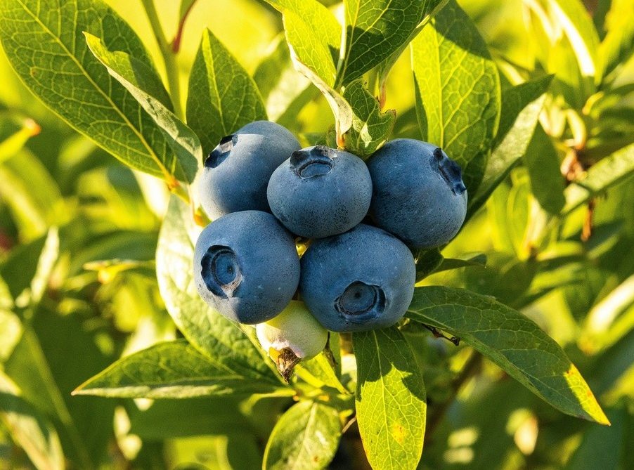 ГОЛУБИКА 2.jpg