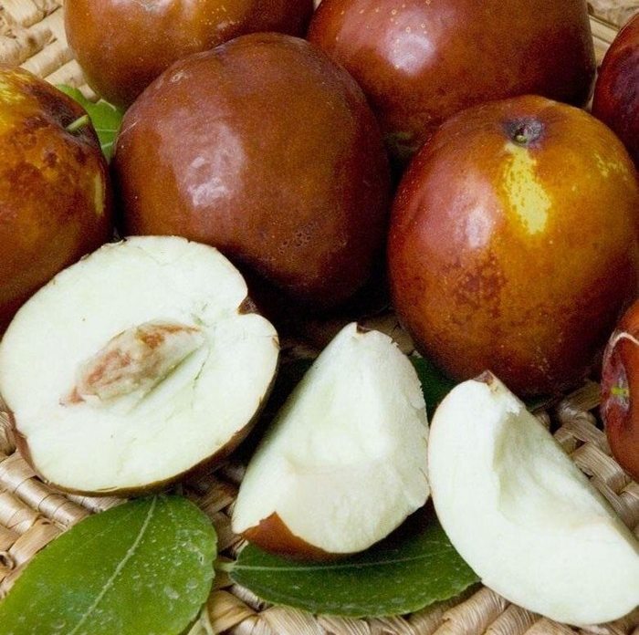 зизифус 2.jpg