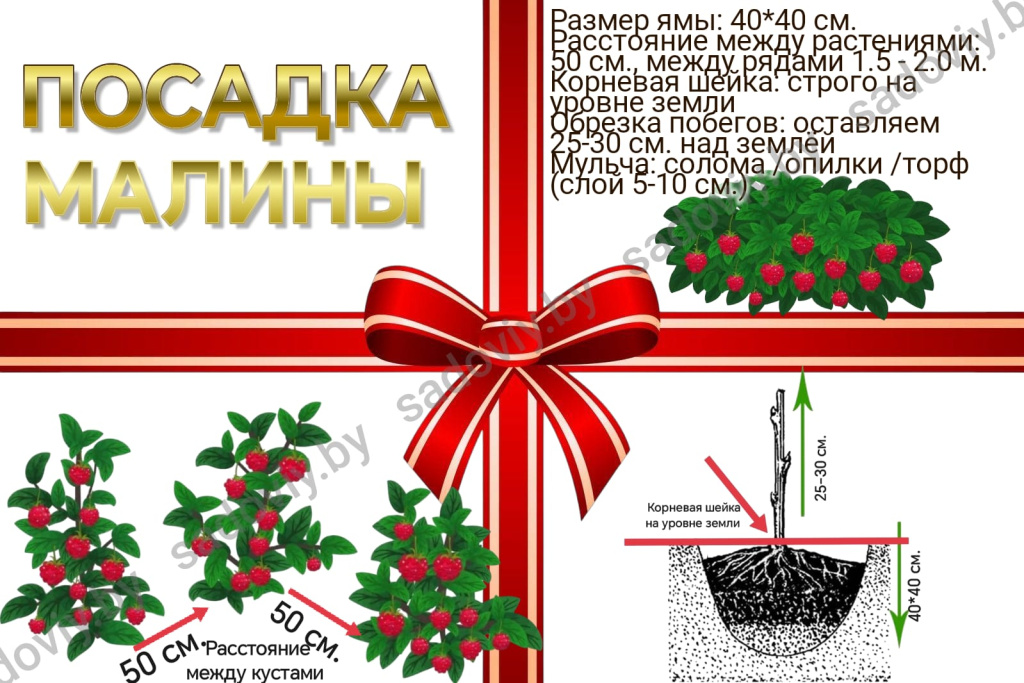 посадка малины.jpg посадка малины.jpg