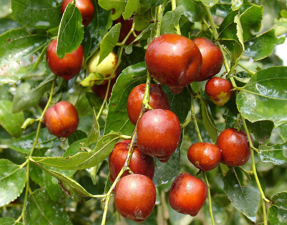 зизифус 1.jpg