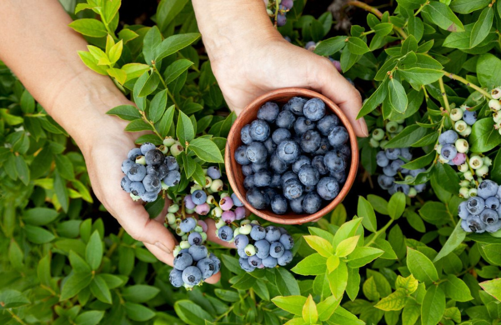 ГОЛУБИКА 3.jpg