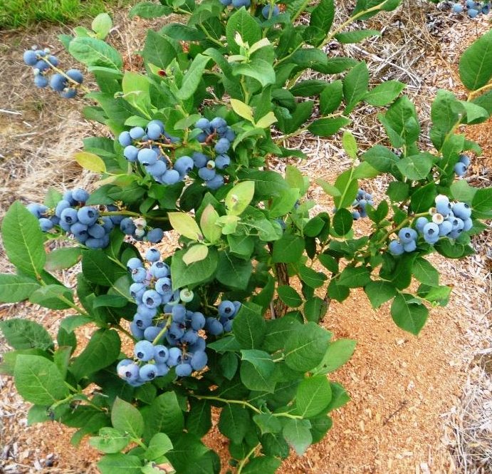 ГОЛУБИКА 4.jpg