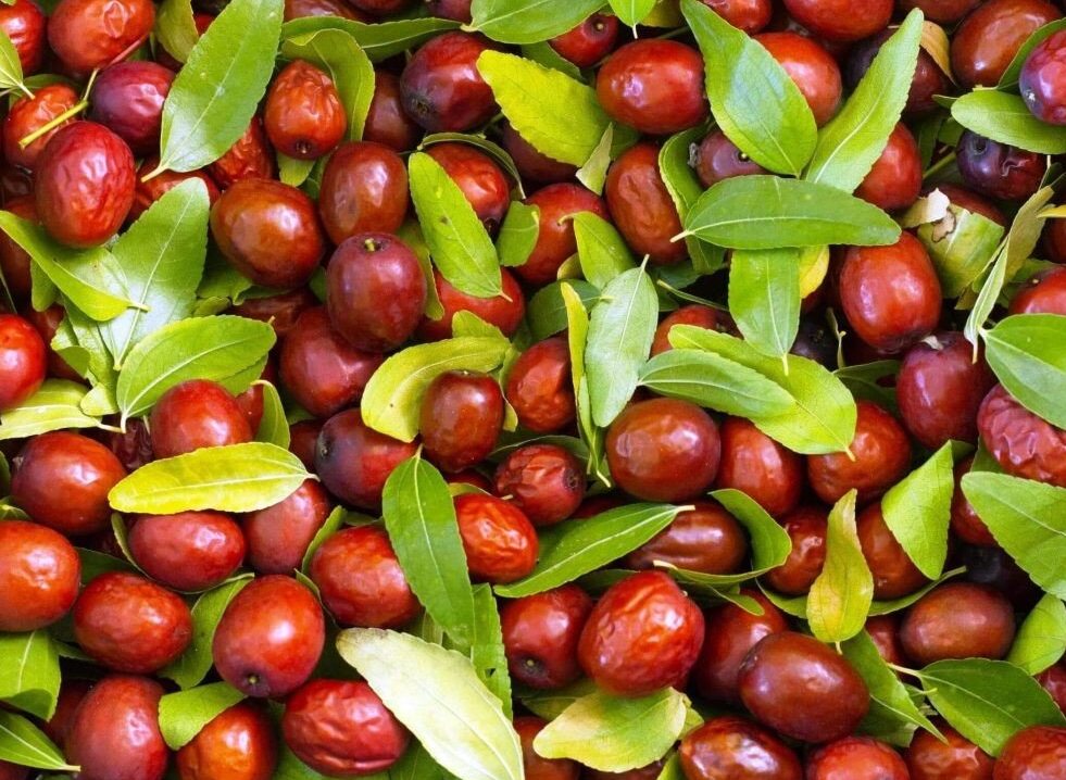 зизифус 5.jpg