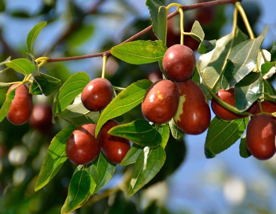 зизифус 3.jpg