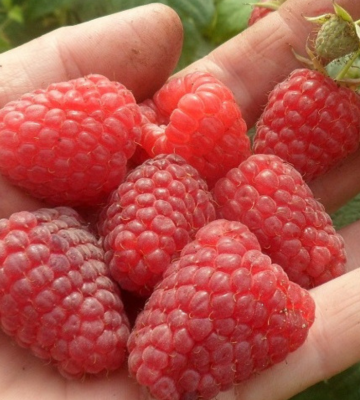 Малина "Маравилла" 