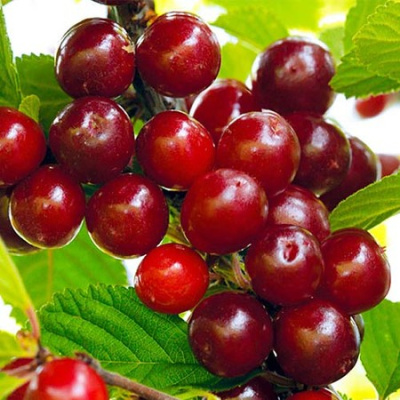 Вишня войлочная Детская