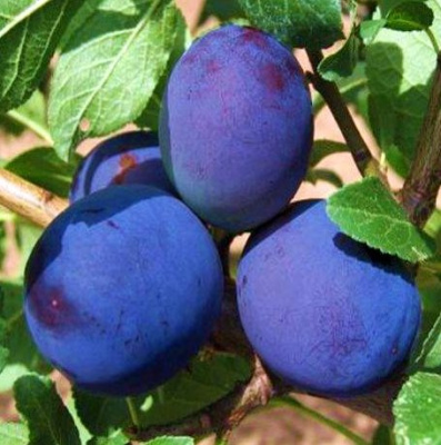 Слива "Калифорния Блю"