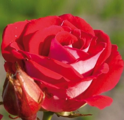 Роза Шоне Коблицириан