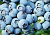 Голубика "Латеблю (Lateblue)"