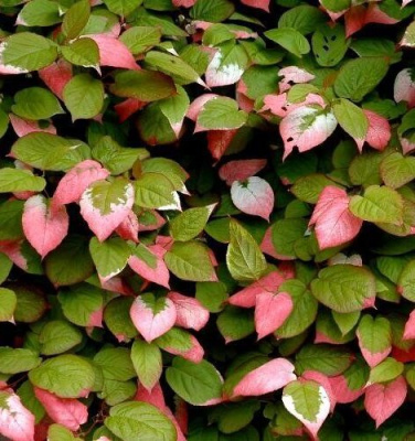 Актинидия “Командир” (мужская)