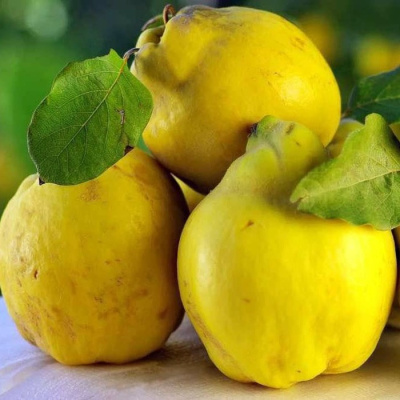 Айва Мария
