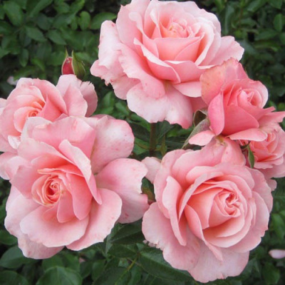 Роза Ботичели