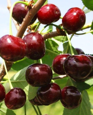 Вишня Владимирская