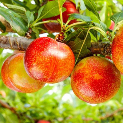 Слива гибридная Шарафуга "Белла Голд"