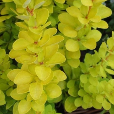 Барбарис Тунберга Голден Пиллар