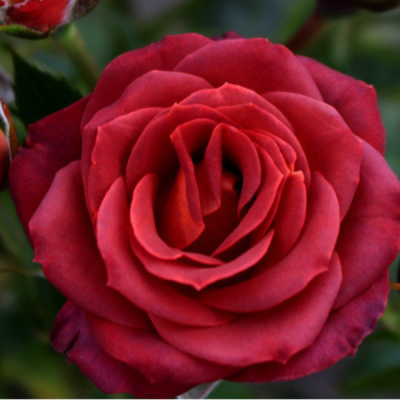 Роза Чокочино (Chococcino)