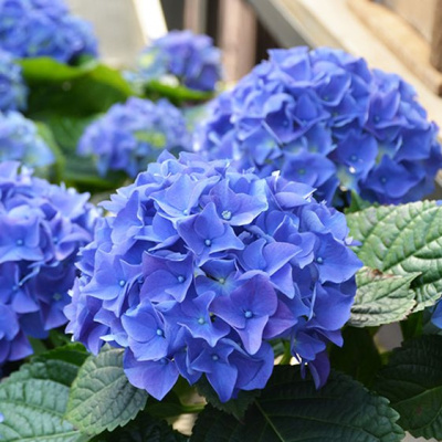 Гортензия крупнолистная Эрли Блю