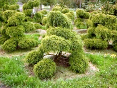 Кипарисовик горохоплодный Филифера