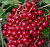 Смородина красная "Каскад"