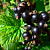 Смородина черная "Грация"