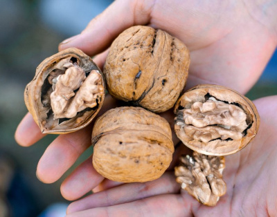 Грецкий орех Самохваловичи 2 Грецкий орех Самохваловичи 2