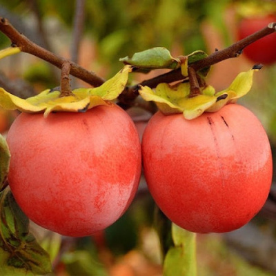 Хурма Божий Дар