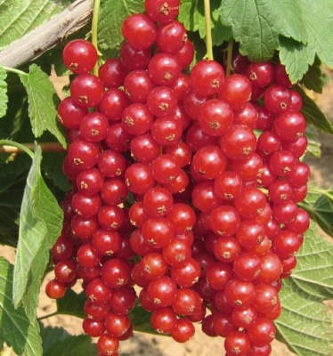 Смородина красная "Ровада"