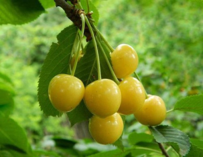 Черешня “Янтарная”