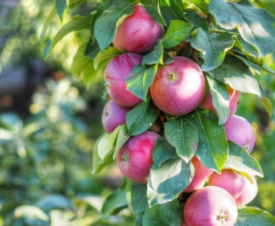 Колонновидная яблоня Джин