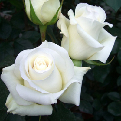 Роза Анастасия