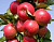 Колонновидная яблоня Валюта 