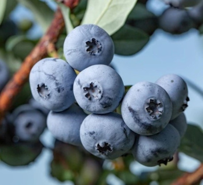 Голубика Бонус