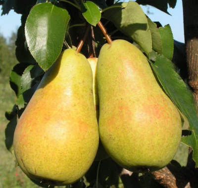 Груша Чижовская 